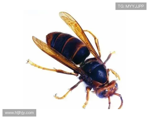 主将缺阵无鲍蜂力抗群雄新秀临危受命展现惊人统治力 主将缺阵无鲍蜂力抗群雄新秀临危受命展现惊人统治力